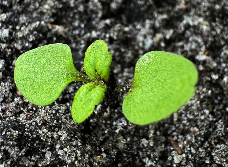 Lemvig Valgmenighed er - ligesom øvrige valgmenigheder - en økonomisk selvstændig menighed inden for Den danske Folkekirke.